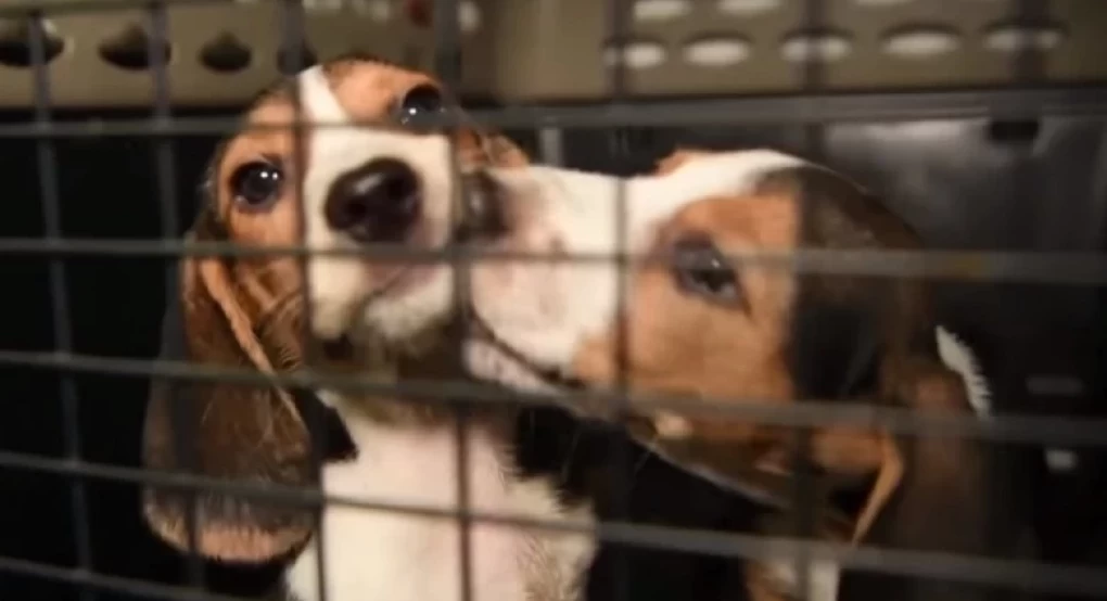 ΗΠΑ: Οι Αρχές έσωσαν 4.000 μπιγκλ σκυλιά που προορίζονταν για πειράματα