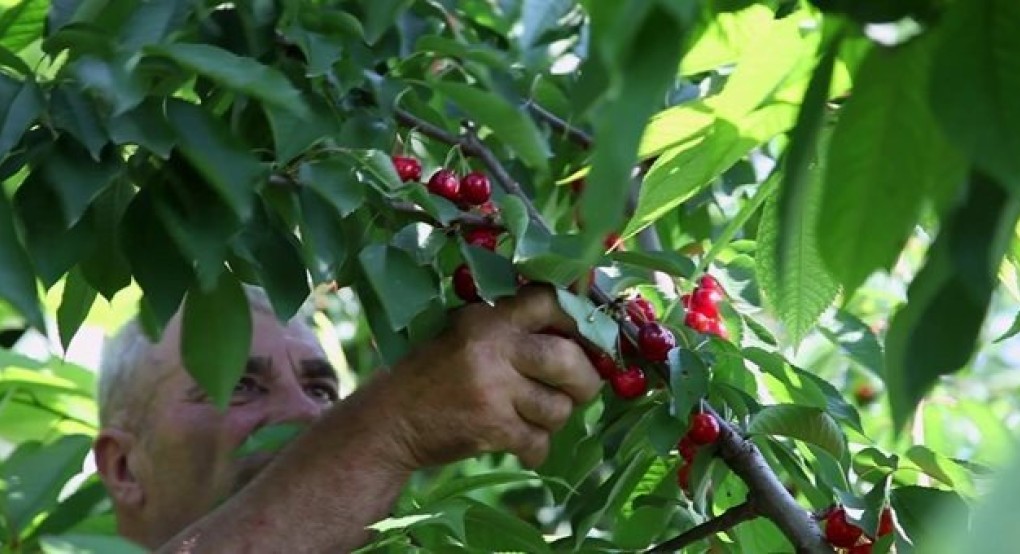 Kερασοπαραγωγοί μπλόκου Έδεσσας: Τέρμα πια στον εμπαιγμό!