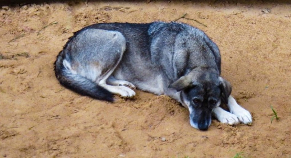 Δικογραφία σε βάρος 75χρονης για κακομεταχείριση αδέσποτου σκύλου