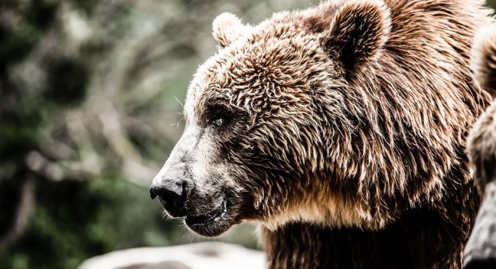 Καστοριά: Αρκούδα έκανε βόλτα με τα δύο μωρά της σε εμπορικό κέντρο