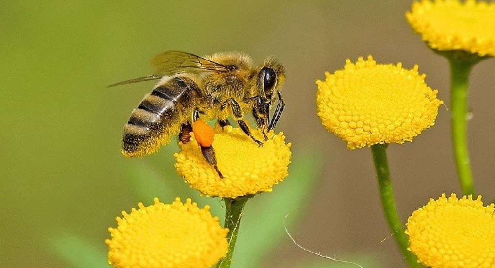 ΕΕ: Πώς θα γίνουν πιο ανθεκτικές οι μέλισσες