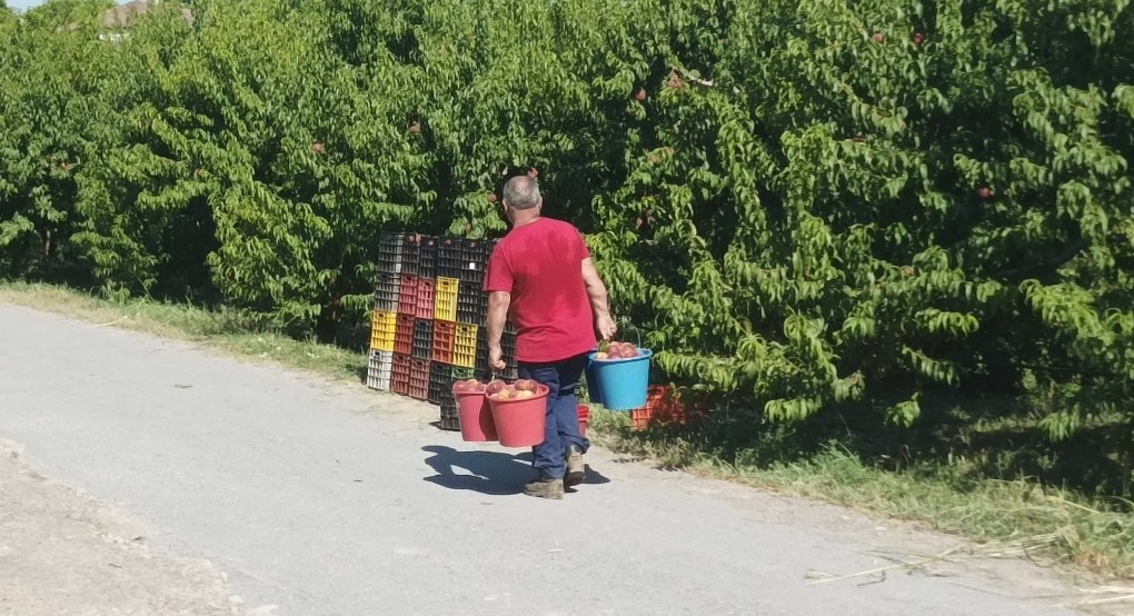 Παγκόσμιο συνέδριο για το συμπύρηνο ροδάκινο: Ελλάδα και Κίνα εναλλάσσονται στην πρωτιά εξαγωγέα και παραγωγού