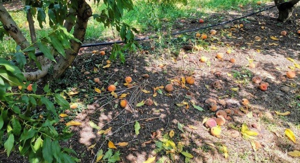 ΥΠΑΑΤ: Αποζημίωση καλλιεργειών στους παραγωγούς επιτραπέζιων ροδάκινων, συμπύρηνων, βερίκοκων, μήλων και καστάνων