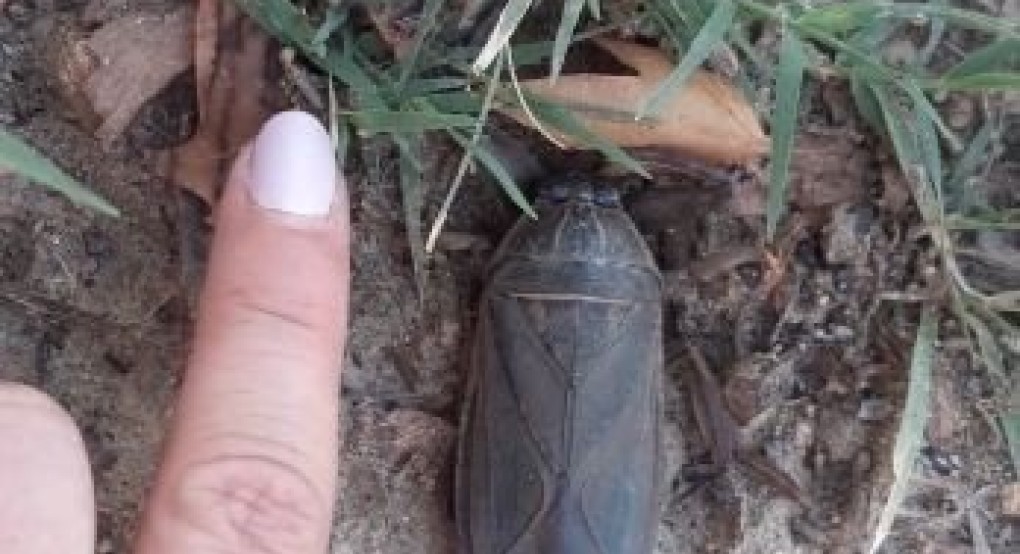 Λιθόκερος στα Γιαννιτσά Λιθόκερος στα Γιαννιτσά
