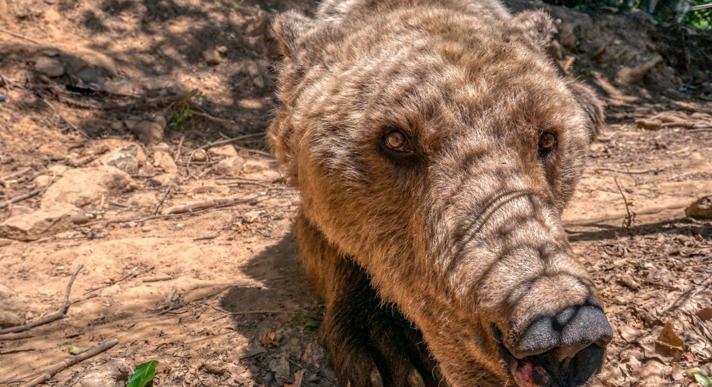 Κέντρο προστασίας αρκούδας - Αρκτούρος
