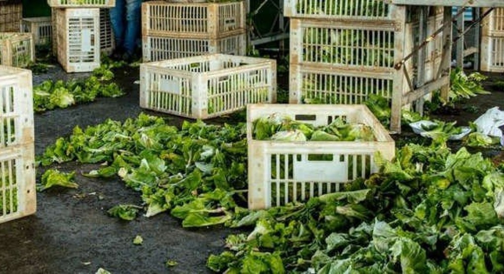 To 1/3 της τροφής παγκοσμίως χάνεται μετά τη συγκομιδή To 1/3 της τροφής παγκοσμίως χάνεται μετά τη συγκομιδή