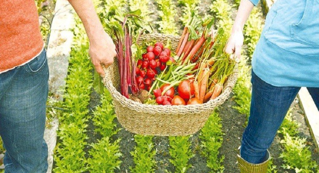 ΥπΑΑΤ: Πάνω από 60.000 παραγωγοί θα ωφεληθούν από το πρόγραμμα βιολογικής γεωργίας ΥπΑΑΤ: Πάνω από 60.000 παραγωγοί θα ωφεληθούν από το πρόγραμμα βιολογικής γεωργίας