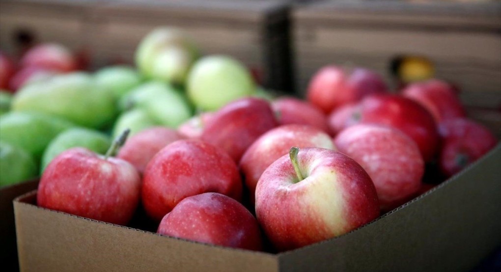 Αγρότες: Γιατί οι έμποροι «γυρνούν την πλάτη» στους μηλοπαραγωγούς της Β. Ελλάδας
