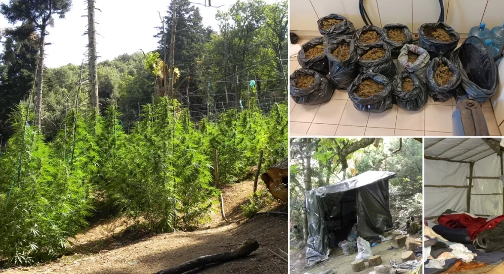 Όλυμπος: Βρέθηκε φυτεία-μαμούθ δενδρυλλίων κάνναβης -Κοντά στα 40 εκατ. ευρώ το κέρδος του κυκλώματος