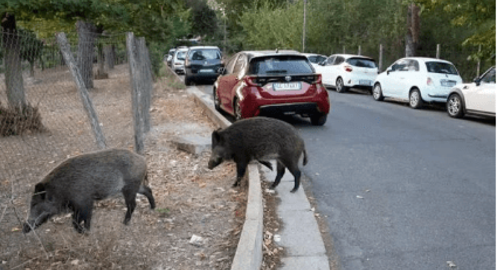 Τουλάχιστον 9.000 αγριόχοιροι γύρω από τη Θεσσαλονίκη, δήλωσε ο δήμαρχος Νεάπολης-Συκεών