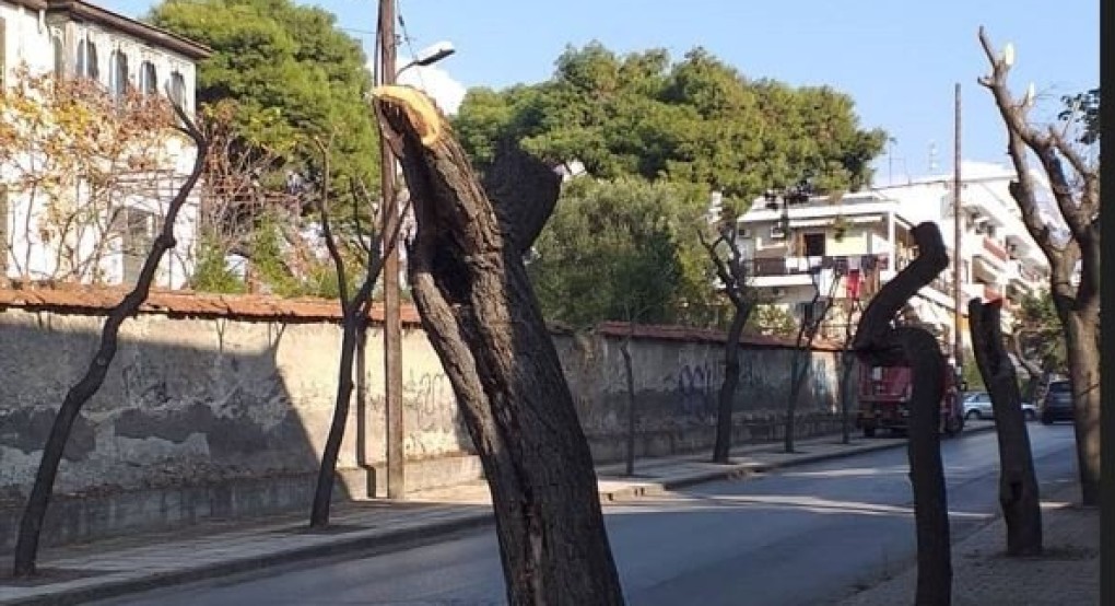 Είναι συμβατά τα κλαδέματα των Δήμων με το Σχέδιο Βιώσιμης Αστικής Ανάπτυξης της Περιφέρειας;