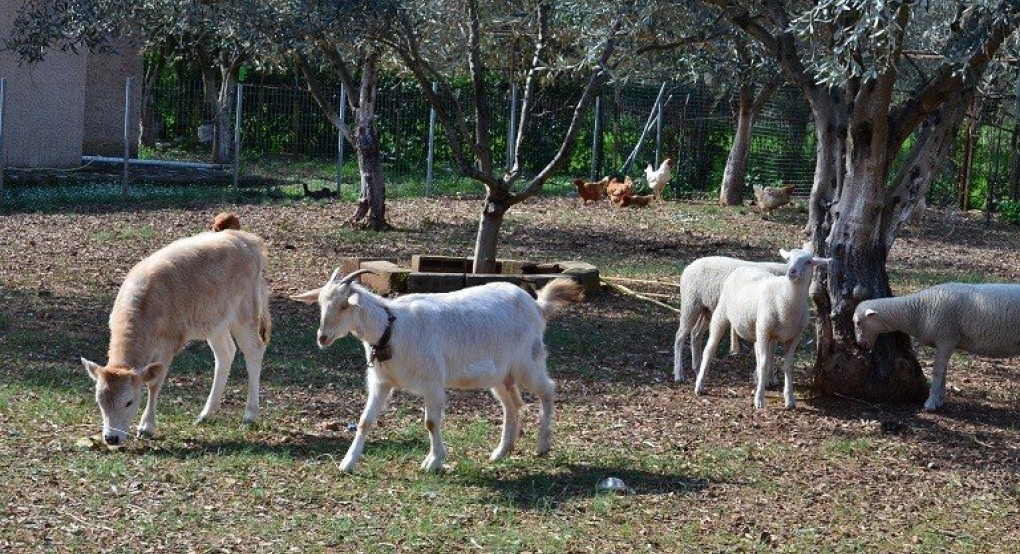 Πόσα οικόσιτα πτηνά και ζώα μπορείτε να διατηρείτε χωρίς αδειοδότηση