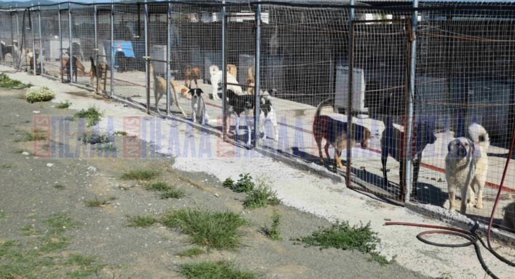 Δήμος Σκύδρας και αδέσποτα: θα πρέπει να γίνονται μαθήματα στα σχολεία για τις υποχρεώσεις στα ζώα συντροφιάς