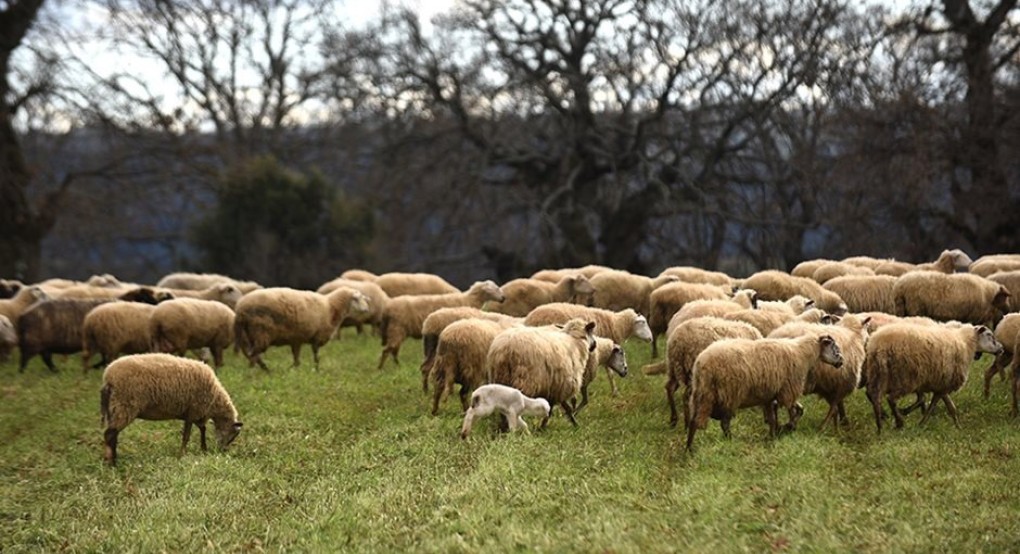 Κοντά στα 7 ευρώ το κεφάλι η ενίσχυση για τα αιγοπρόβατα βάσει κλίμακας και απαίτηση τζίρου 2.000 ευρώ