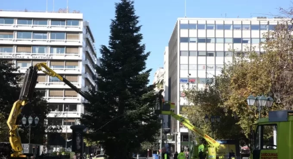 Στις 26 Νοεμβρίου ξεκινά η πώληση των ελάτων-«Βροχή» πέφτουν οι προπαραγγελίες