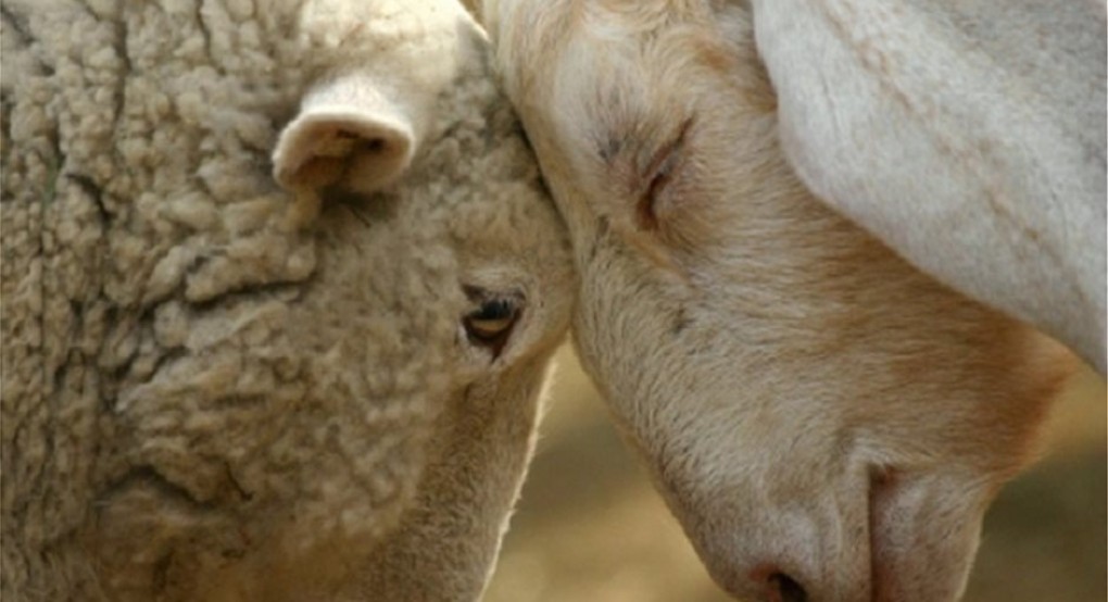 Βγήκε η απόφαση με τα αναλυτικά ποσά στηριξης κτηνοτρόφων, από 5 έως 10 ευρώ το κεφάλι τα αιγοπρόβατα