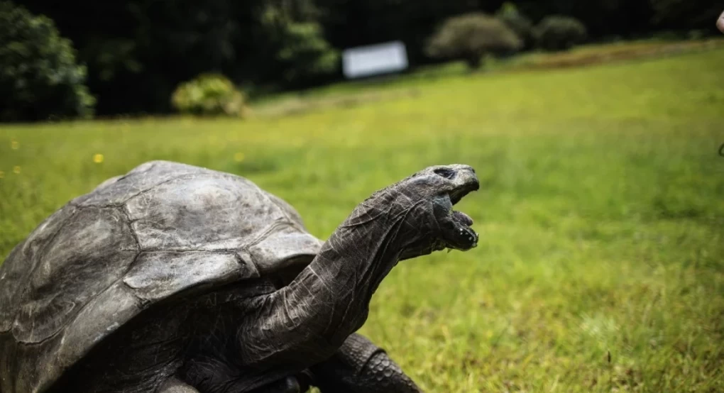 Η γηραιότερη χελώνα «κλείνει» τα... 190 και γιορτάζει τα γενέθλιά της