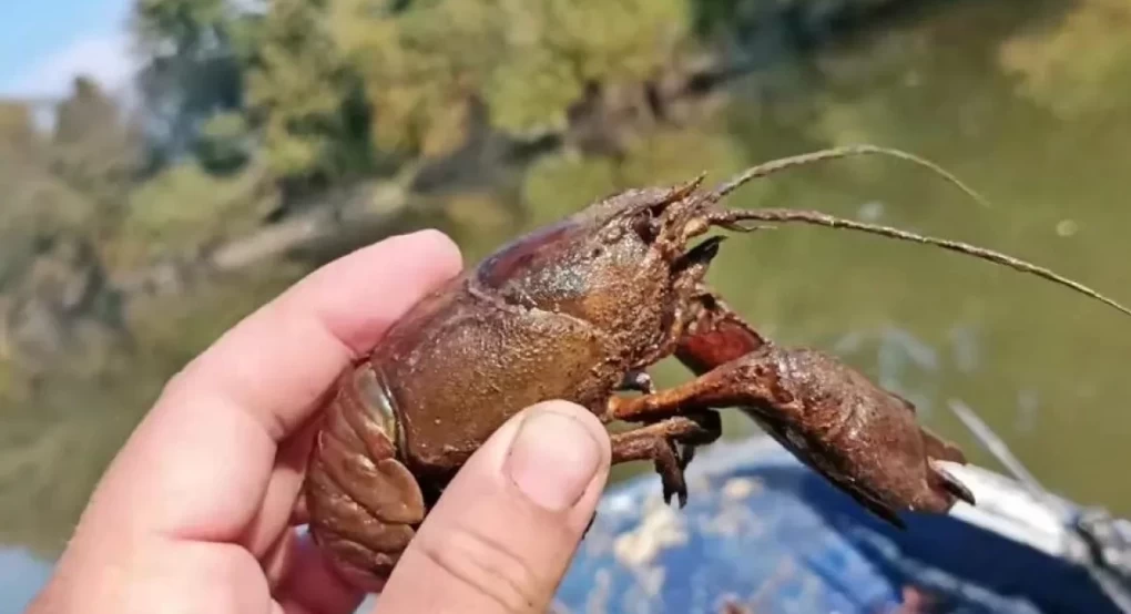 Γέμισε με καραβίδες ο Πηνειός