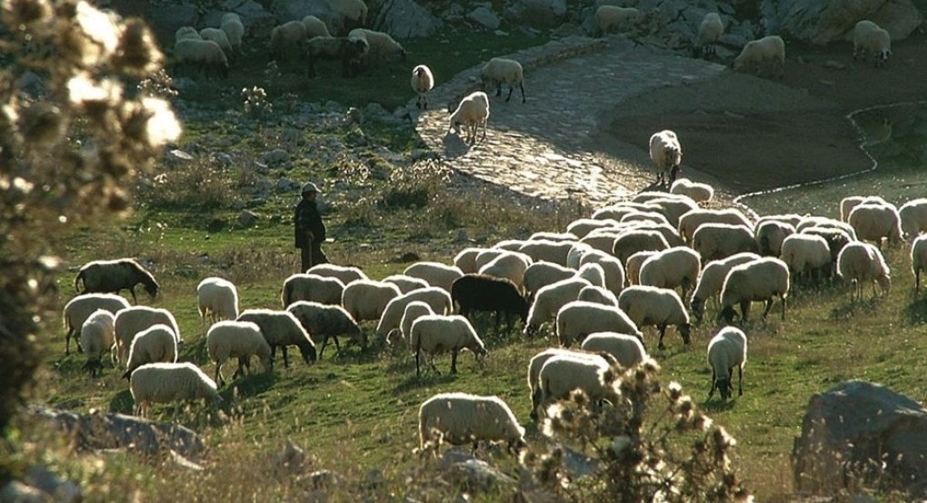 Εκδήλωση νέων κρουσμάτων ευλογιάς και πανώλης χοίρων σε Βουλγαρία και Ρουμανία-υποχρεωτική ενημέρωση για διακίνηση ζωοτροφών