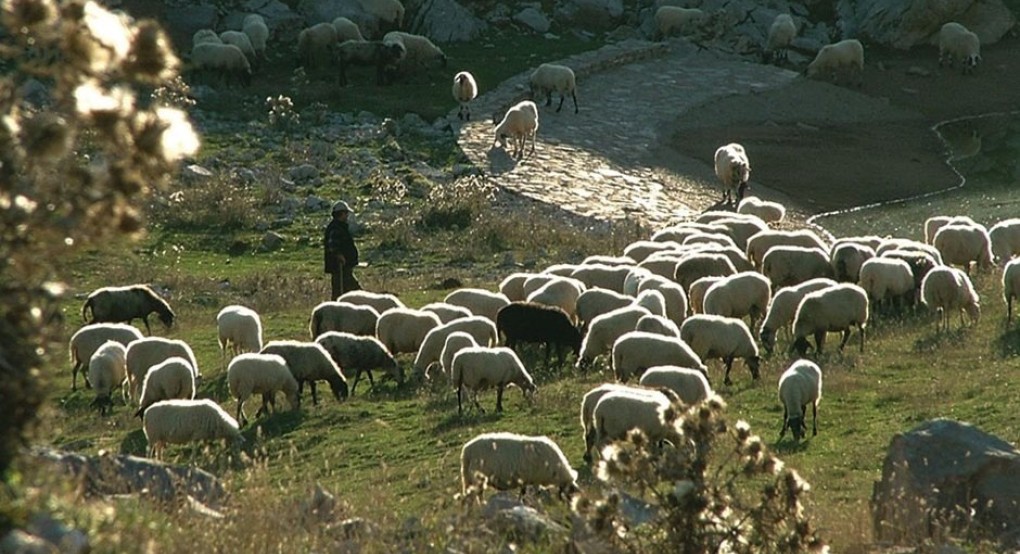 Εκλάπη το πρασίνισμα από τους κτηνοτρόφους εξαιτίας της τεχνικής λύσης, 132 εκατ. ευρώ χαμένες ενισχύσεις