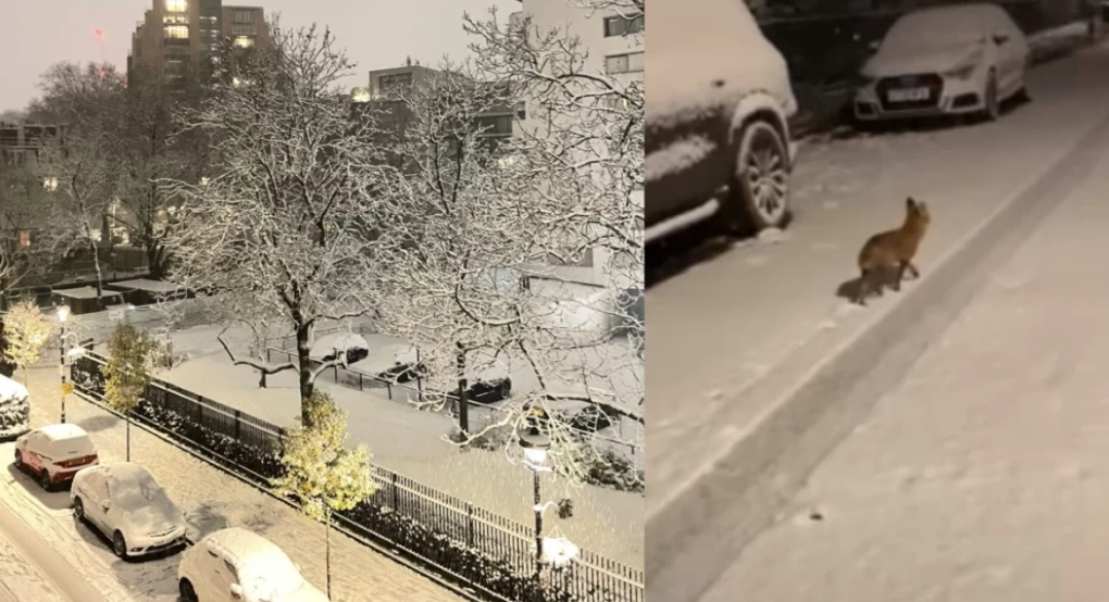 Βρετανία: Χιονίζει στο Λονδίνο και βγήκαν οι αλεπούδες στους δρόμους