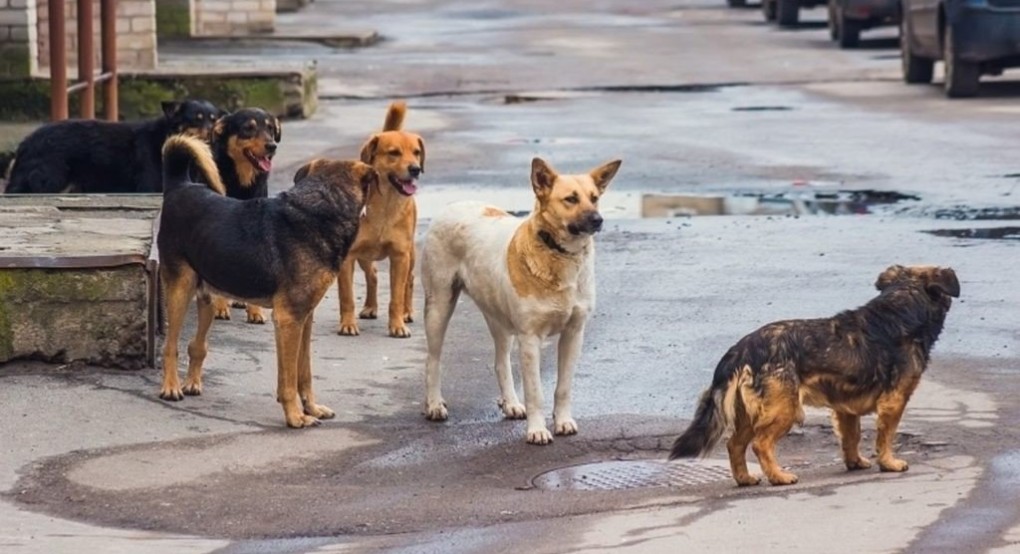 Αδέσποτα, καμπάνες και ψησταριές στην κορυφή των αιτημάτων που δέχεται ο Συμπαραστάτης του Πολίτη στην Κεντρική Μακεδονία Αδέσποτα, καμπάνες και ψησταριές στην κορυφή των αιτημάτων που δέχεται ο Συμπαραστάτης του Πολίτη στην Κεντρική Μακεδονία