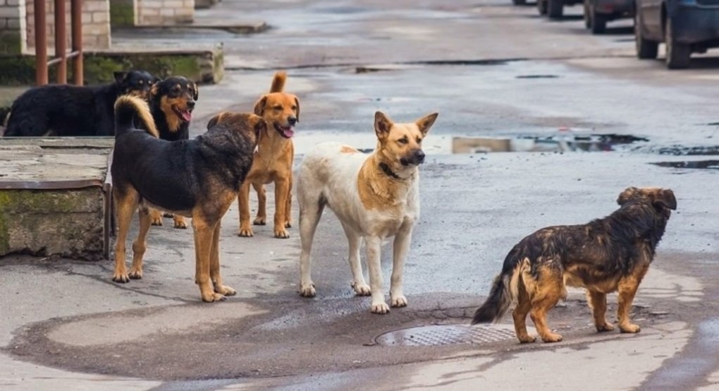 Αδέσποτα, καμπάνες και ψησταριές στην κορυφή των αιτημάτων που δέχεται ο Συμπαραστάτης του Πολίτη στην Κεντρική Μακεδονία