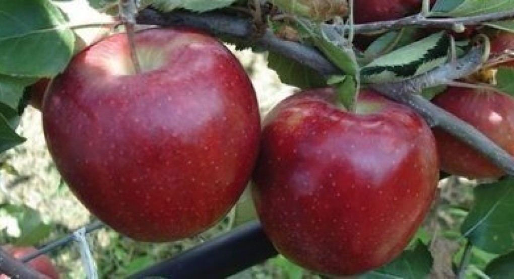 Κλιμακωτά κατά περίπτωση και όχι οριζόντια οι ειδικές ενισχύσεις για τα μήλα