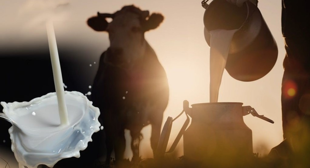 Κτηνοτροφία: Λιγότερο το γάλα, μειωμένα τα κοπάδια – Πώς διαμορφώνεται η τιμή παραγωγού