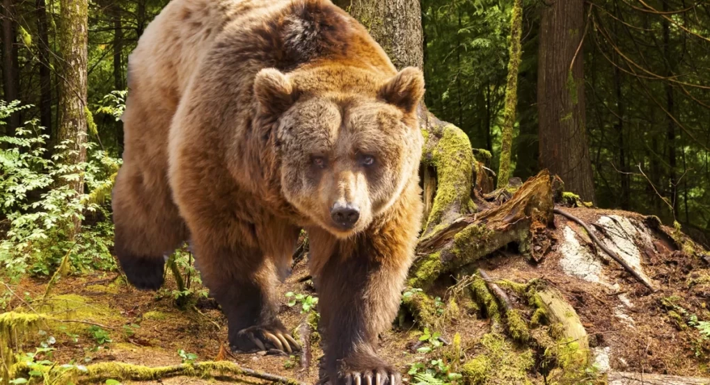 Γρεβενά: Αρκούδα βγήκε... βόλτα στο χιονοδρομικό κέντρο Βασιλίτσας