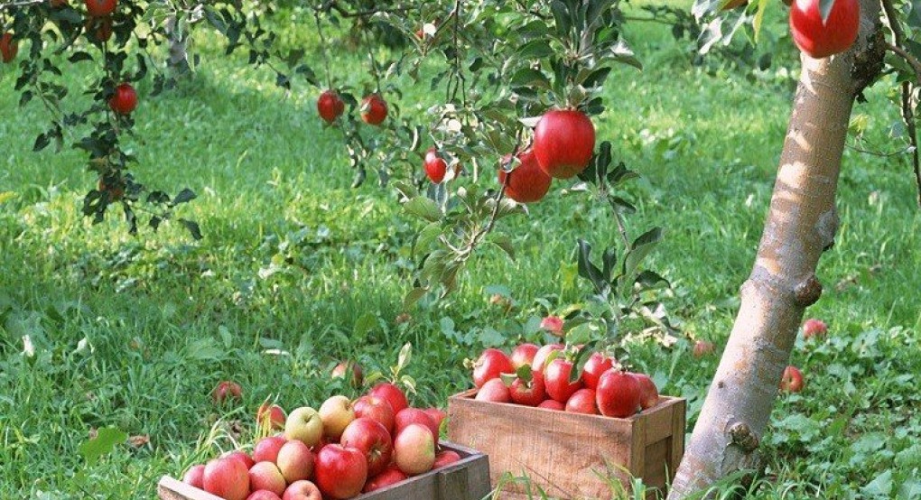 SOS για τα μήλα εκπέμπει ο Τζαμτζής