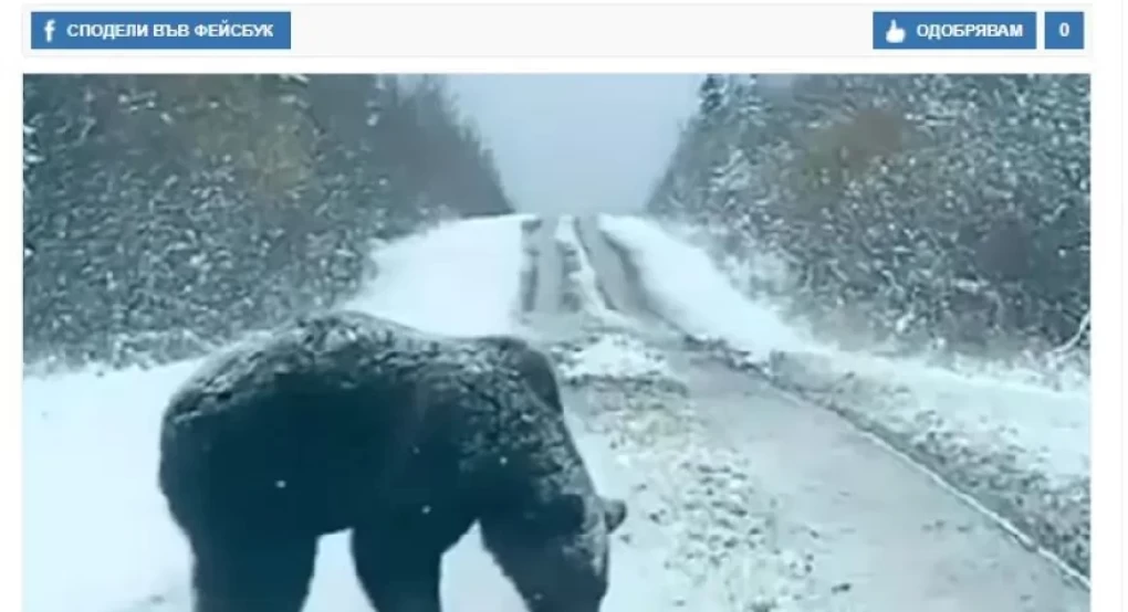 Πέλλα: Απάτη η συνάντηση του οδηγού με αρκούδα