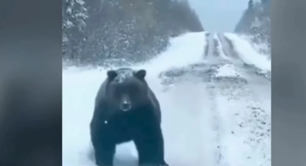 Πέλλα: Οδηγός συνάντησε τεράστια αρκούδα στον δρόμο προς το Καϊμακτσαλάν