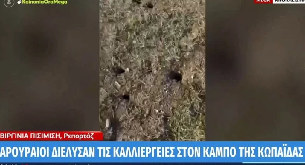 Αρουραίοι διέλυσαν τις καλλιέργειες στον κάμπο της Κωπαΐδας – Τουλάχιστον 100 φωλιές αρουραίων μέσα σε 1 τ.μ. Αρουραίοι διέλυσαν τις καλλιέργειες στον κάμπο της Κωπαΐδας – Τουλάχιστον 100 φωλιές αρουραίων μέσα σε 1 τ.μ.