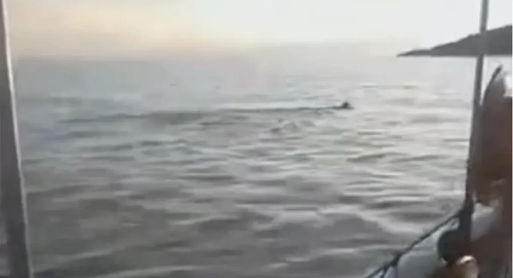 Μαγνησία: Εντοπίστηκε λύκος να κολυμπάει στον Παγασητικό -Βίντεο