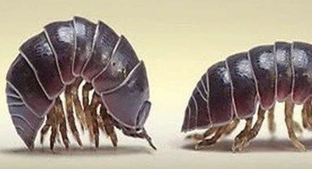 Rollie pollies ή Pill bugs