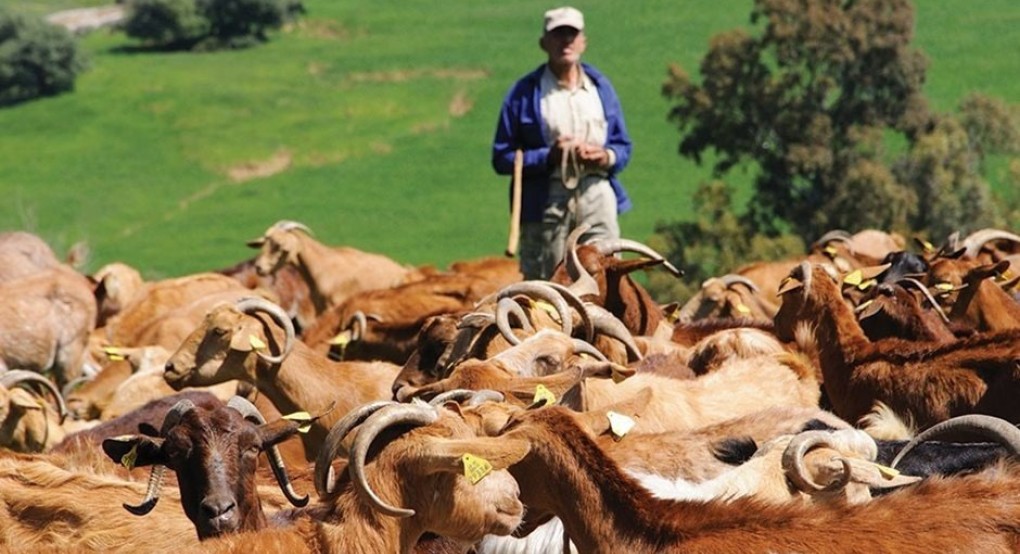 Ένα επιπλέον τσεκ η ενίσχυση αναδιανομής από φέτος με 17,7 ευρώ το στρέμμα για το 65% των κτηνοτρόφων
