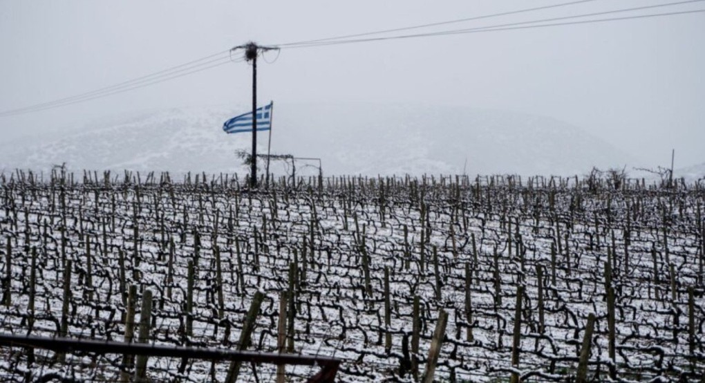 Κακοκαιρία Μπάρμπαρα: Η εφαρμογή frost.minagric.gr ασπίδα προστασίας από τον παγετό - Χρήσιμο εργαλείο στα χέρια των αγροτών