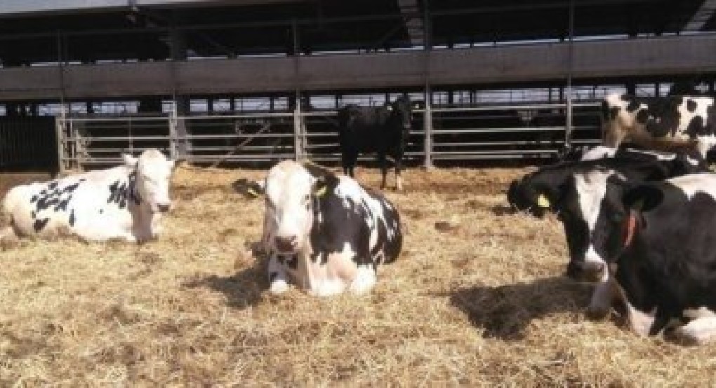 ΕΦΧΕ: Εθνική στρατηγική για την αγελαδοτροφία χωρίς παραπλανητικές ονομασίες προέλευσης