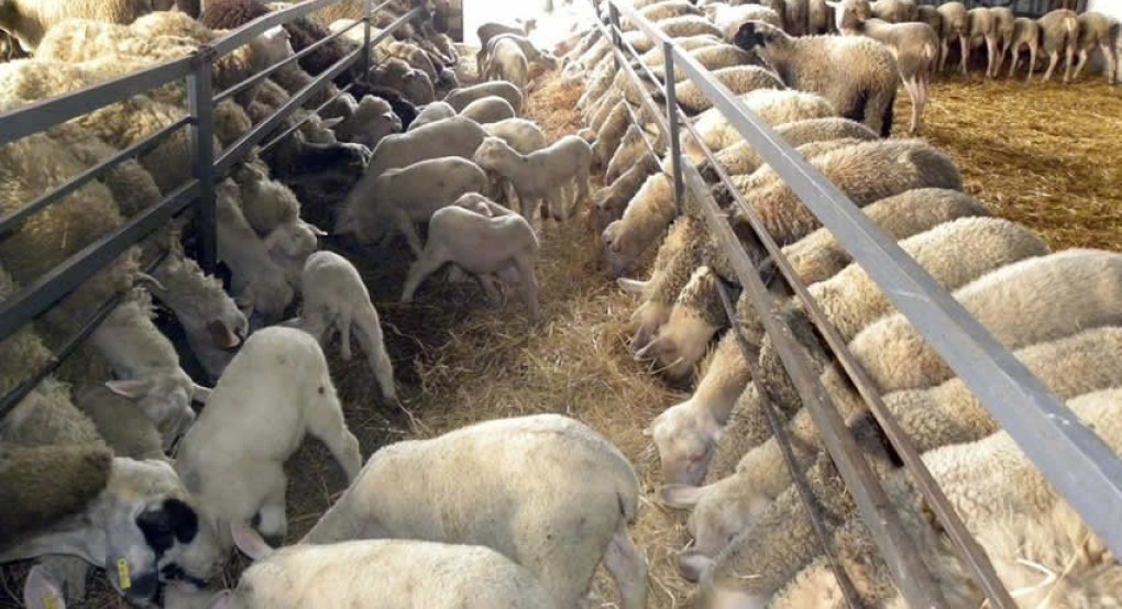 Παρασκευή οι ζωοτροφές σε κτηνοτρόφους με πρόβλημα πολλαπλής συμμόρφωσης