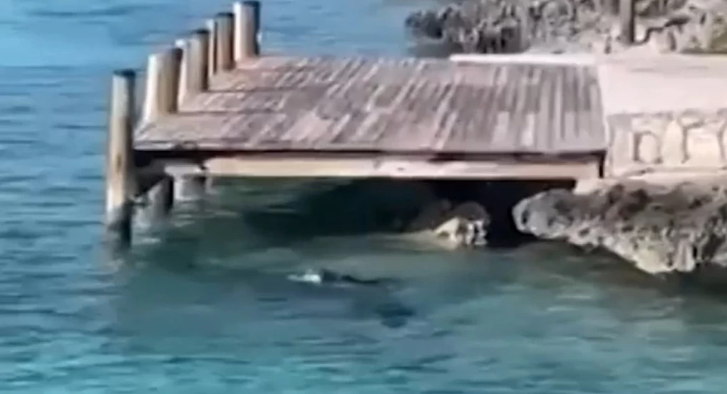 Μπαχάμες: Σκύλος βούτηξε στη θάλασσα και κυνήγησε καρχαρία 12 μέτρων