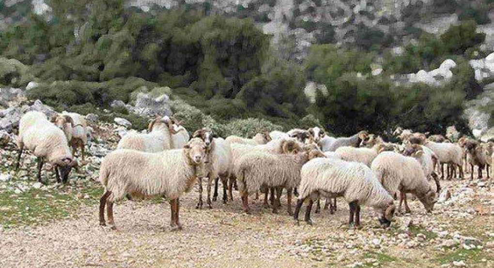Ανακοινώσεις Δ/νσης Δασών Πέλλας για απαγόρευση βόσκησης αιγών σε περιοχές της Αλμωπίας