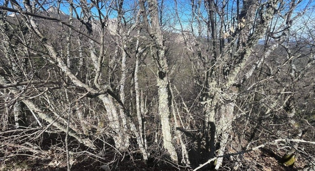 Έβρο: Αυτοκτονία δείχνει η νεκροψία στην 28χρονη Βίκυ Έβρο: Αυτοκτονία δείχνει η νεκροψία στην 28χρονη Βίκυ