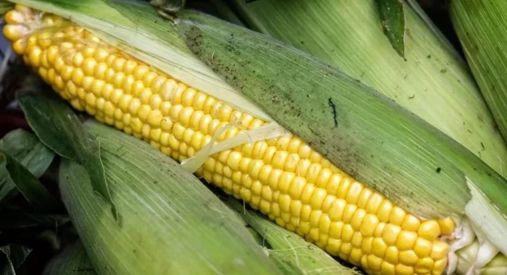 Πώς θα κινηθούν τα commodities σε 8 αγροτικά προϊόντα Πώς θα κινηθούν τα commodities σε 8 αγροτικά προϊόντα