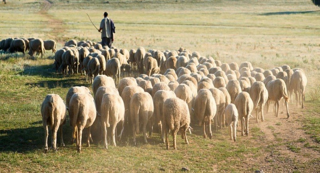ΥΠΑΑΤ: Καταβολή €7.125.334,50 σε 3.750 δικαιούχους κτηνοτρόφους του Μέτρου 22   Πηγή: Reporter.gr