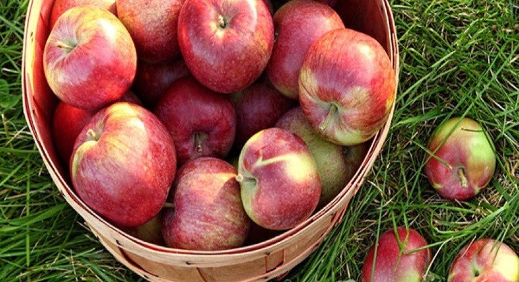 WAPA: Λιγότερα τα ευρωπαϊκά αποθέματα μήλων