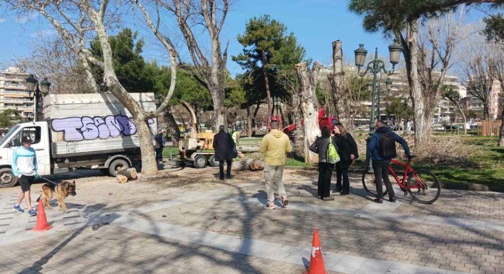 Εισαγγελική παρέμβαση για τις λεύκες στην πλατεία Ρωμαϊκής Αγοράς Εισαγγελική παρέμβαση για τις λεύκες στην πλατεία Ρωμαϊκής Αγοράς