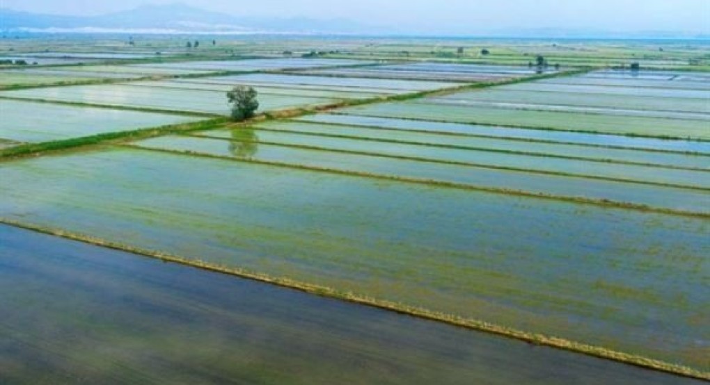 Θεσσαλονίκη: Στα 70.0000 ευρώ ανά χίλια στρέμματα το επιπλέον οικονομικό όφελος για τους ορυζοπαραγωγούς