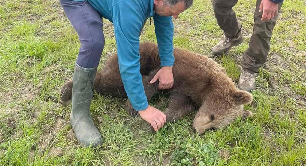 Πρέσπες: Διάσωση αρκούδας από παράνομη παγίδα