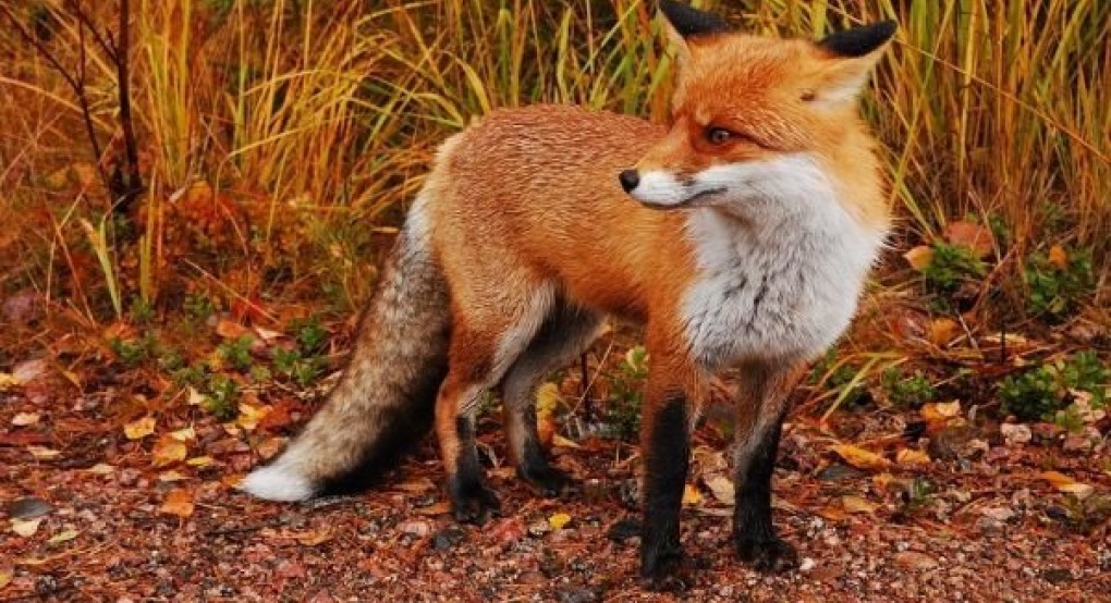 Ξεκινά νέα εμβολιαστική εκστρατεία αλεπούδων για καταπολέμηση και επιτήρηση της λύσσας
